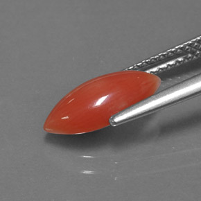 1.27克拉天然珊瑚，榄尖形，不透明