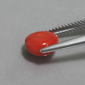 2.41克拉天然珊瑚，异形，不透明