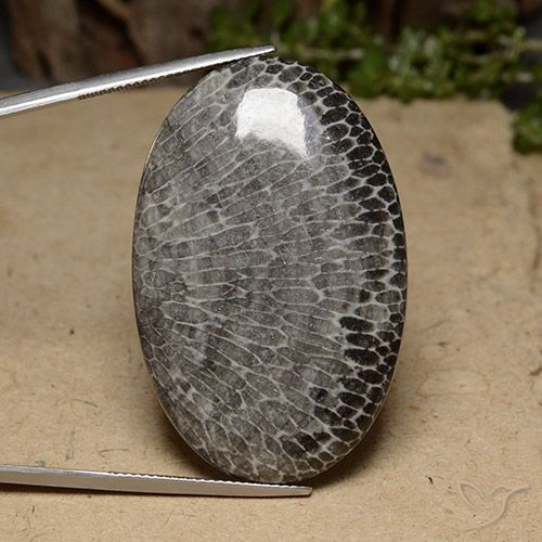 58.69ct 天然 彩色 珊瑚, 椭圆形, 不透明