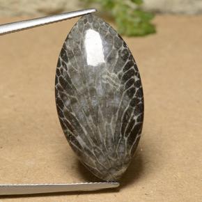 18.93克拉天然多色珊瑚，马眼形，31.6×16.2毫米，不透明
