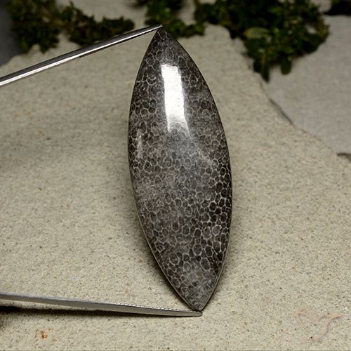 67.17ct 天然 彩色 珊瑚, 榄尖形, 不透明