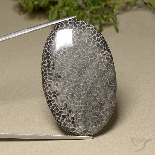 76.87ct 天然 彩色 珊瑚, 椭圆形, 不透明