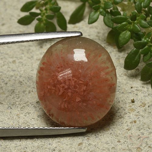 9.34ct 天然 彩色 珊瑚, 椭圆形, 半透明