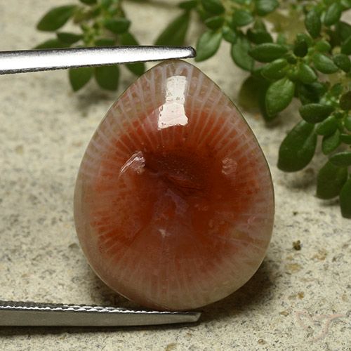 11.86ct 天然 彩色 珊瑚, 梨形, 半透明