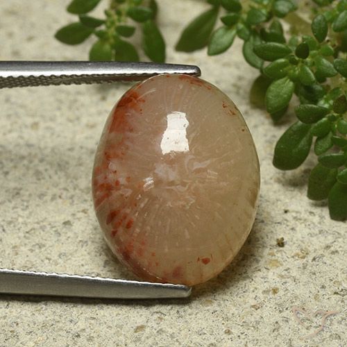 11.57ct 天然 彩色 珊瑚, 椭圆形, 半透明
