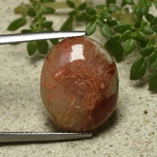 9.58ct 天然 彩色 珊瑚, 椭圆形, 半透明