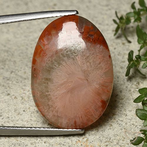 12.10ct 天然 彩色 珊瑚, 椭圆形, 半透明
