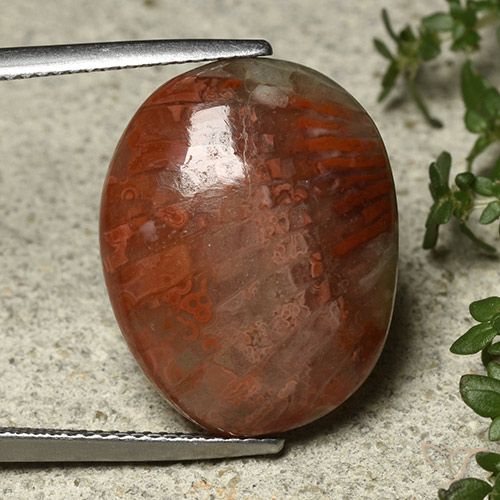 14.74ct 天然 彩色 珊瑚, 椭圆形, 不透明