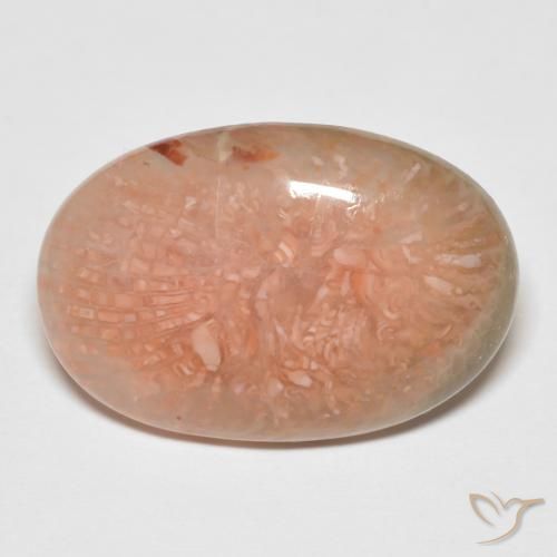 11.50ct 天然 彩色 珊瑚, 椭圆形, 半透明, Photo A