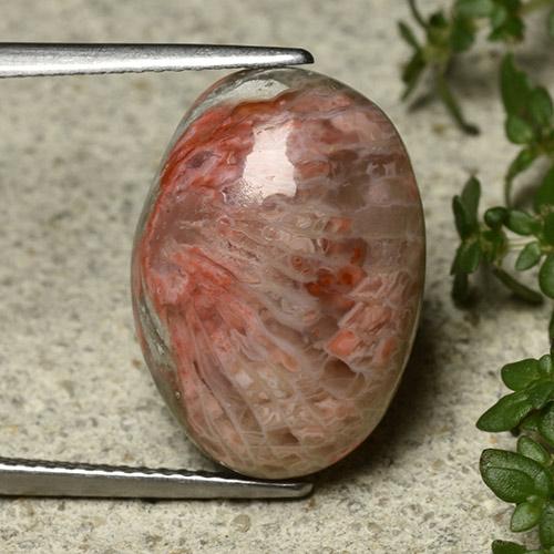 10.62克拉天然珊瑚，椭圆形切割，不透明