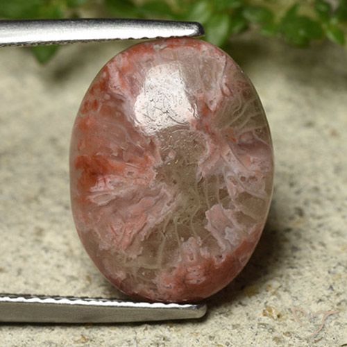 6.22ct 天然 彩色 珊瑚, 椭圆形, 不透明