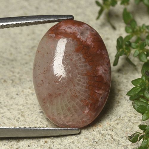8.52ct 天然 彩色 珊瑚, 椭圆形, 半透明