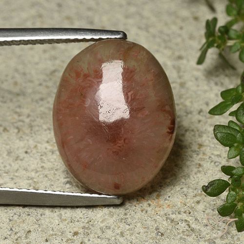 8.30ct 天然 彩色 珊瑚, 椭圆形, 半透明