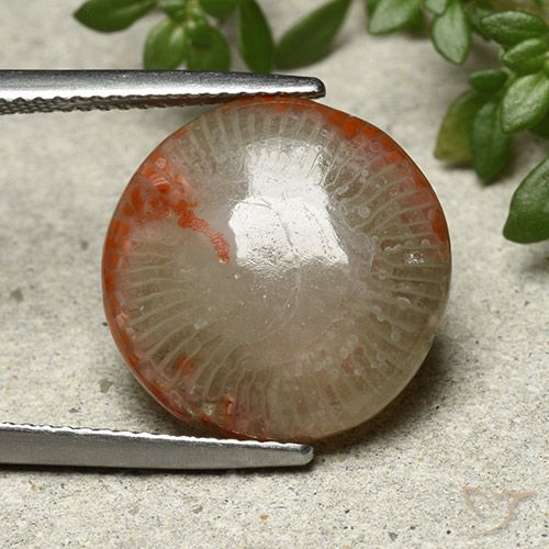 7.80ct 天然 彩色 珊瑚, 圆形的, 不透明