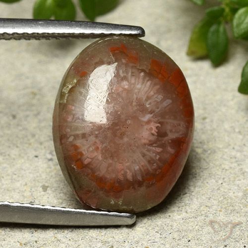 7.03ct 天然 彩色 珊瑚, 椭圆形, 不透明