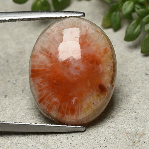 13.21ct 天然 彩色 珊瑚, 椭圆形, 不透明
