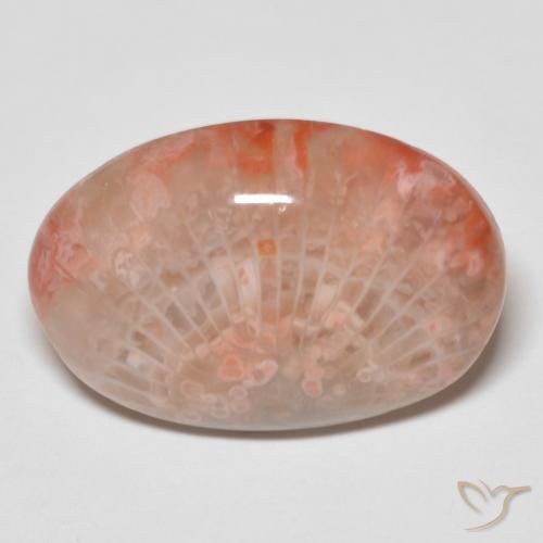 11.96ct 天然 彩色 珊瑚, 椭圆形, 不透明