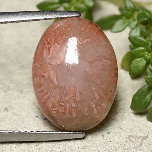 9.24ct 天然 彩色 珊瑚, 椭圆形, 半透明