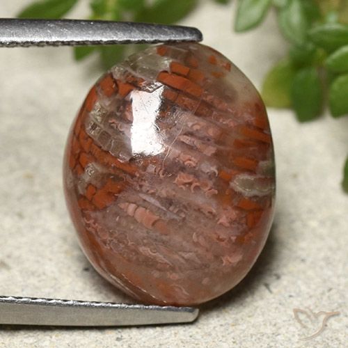 7.28ct 天然 彩色 珊瑚, 椭圆形, 半透明
