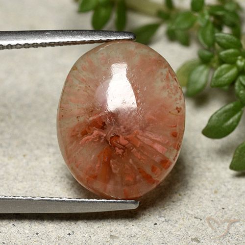 7.91ct 天然 彩色 珊瑚, 椭圆形, 半透明, Photo A