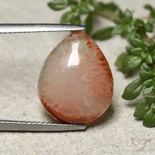7.31ct 天然 彩色 珊瑚, 梨形, 半透明