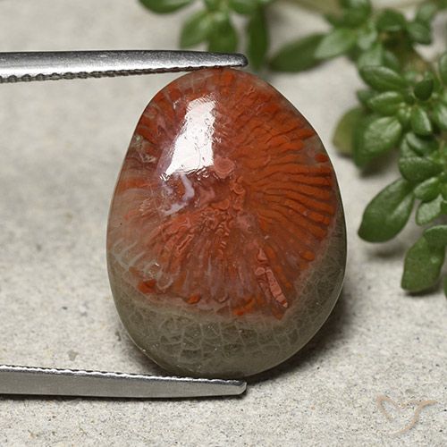 8.92ct 天然 彩色 珊瑚, 花式切割, 不透明