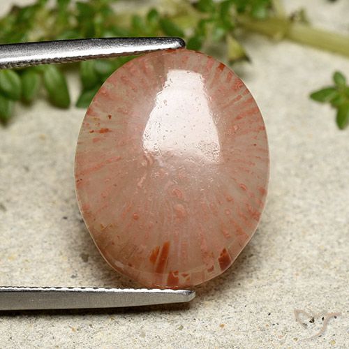 7.55ct 天然 彩色 珊瑚, 椭圆形, 半透明