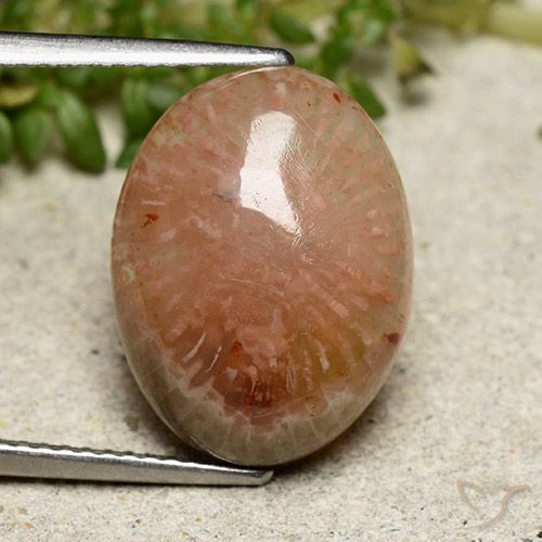 7.64ct 天然 彩色 珊瑚, 椭圆形, 半透明