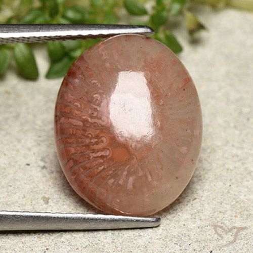 6.97ct 天然 彩色 珊瑚, 椭圆形, 半透明