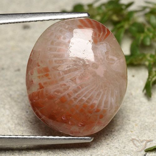 7.31ct 天然 彩色 珊瑚, 椭圆形, 半透明