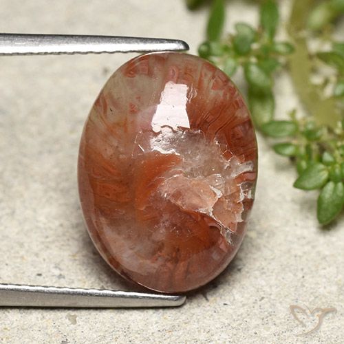 5.98ct 天然 彩色 珊瑚, 椭圆形, 半透明