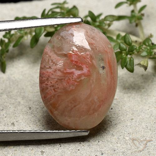 7.30ct 天然 彩色 珊瑚, 椭圆形, 半透明