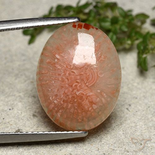 8.03ct 天然 彩色 珊瑚, 椭圆形, 半透明