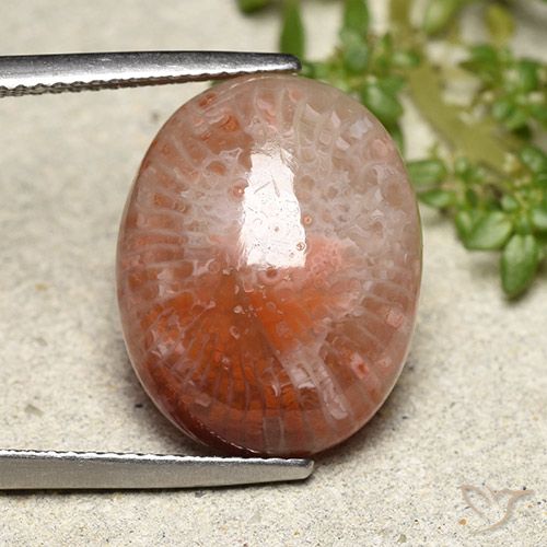 10.15ct 天然 彩色 珊瑚, 椭圆形, 半透明