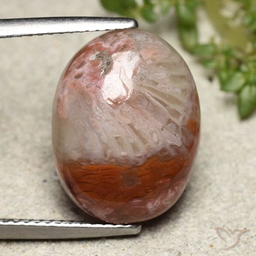 8.65ct 天然 彩色 珊瑚, 椭圆形, 不透明