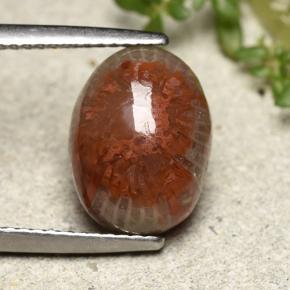 4.83克拉天然珊瑚，椭圆形切割，不透明