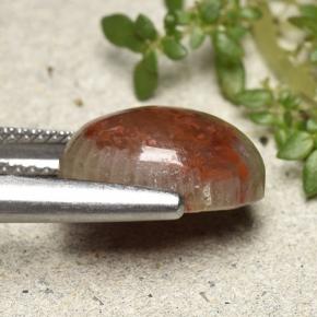 4.83克拉天然珊瑚，椭圆形切割，不透明