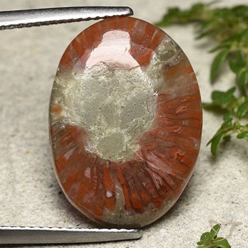 8.01ct 天然 彩色 珊瑚, 椭圆形, 半透明, Photo A