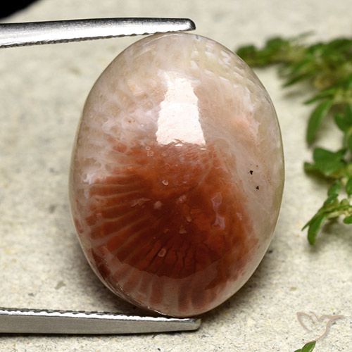 14.47ct 天然 彩色 珊瑚, 椭圆形, 半透明, Photo A