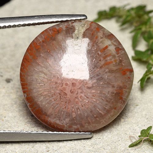 14.05ct 天然 彩色 珊瑚, 圆形的, 半透明, Photo A
