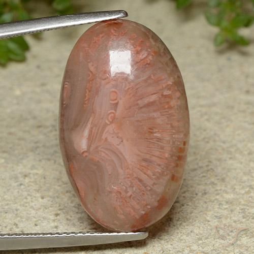 14.86ct 天然 彩色 珊瑚, 椭圆形, 半透明