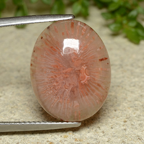 10.65克拉天然珊瑚，椭圆形切割，半透明