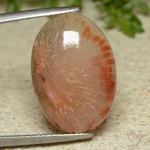 11.62ct 天然 彩色 珊瑚, 椭圆形, 半透明