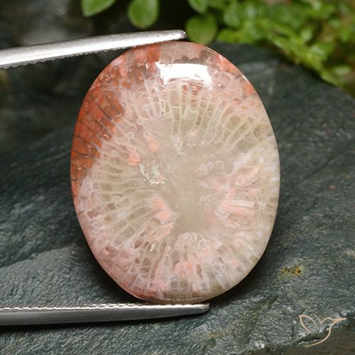 15.21ct 天然 彩色 珊瑚, 椭圆形, 半透明, Photo A