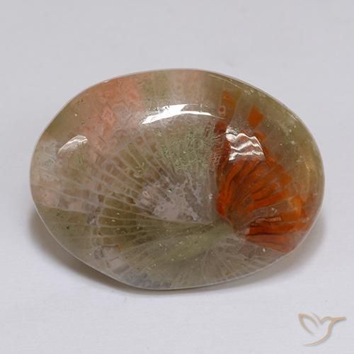 16.14ct 天然 彩色 珊瑚, 椭圆形, 半透明