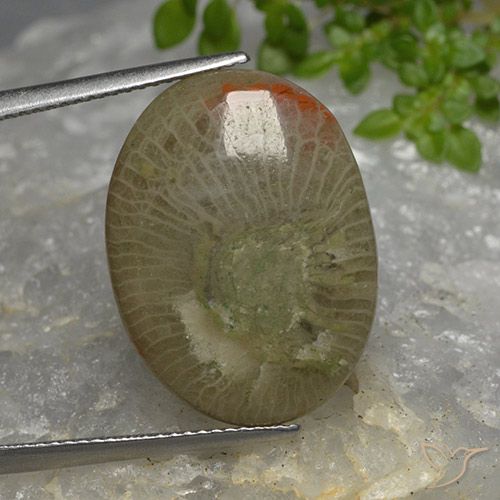 10.46ct 天然 彩色 珊瑚, 椭圆形, 半透明