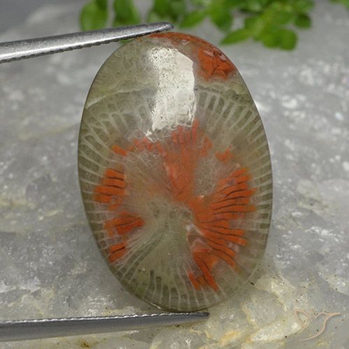 14.26ct 天然 彩色 珊瑚, 椭圆形, 半透明, Photo A