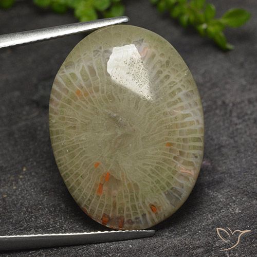 17.31ct 天然 彩色 珊瑚, 椭圆形, 半透明
