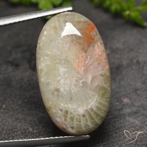 11.82ct 天然 彩色 珊瑚, 椭圆形, 半透明