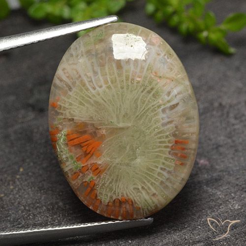 15.10ct 天然 彩色 珊瑚, 椭圆形, 半透明